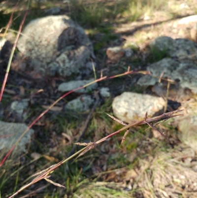 Cymbopogon refractus (Barbed-wire Grass) at Dunlop, ACT - 10 May 2020 by sangio7