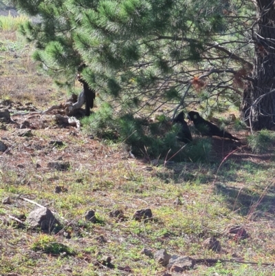 Zanda funerea (Yellow-tailed Black-Cockatoo) at Denman Prospect, ACT - 5 May 2020 by AaronClausen