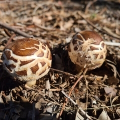 Chlorophyllum sp. at Weston, ACT - 10 May 2020 by AaronClausen