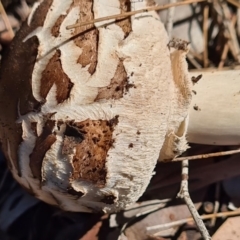 Chlorophyllum sp. at Weston, ACT - 10 May 2020