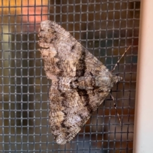 Gastrinodes argoplaca at Ngunnawal, ACT - 10 May 2020