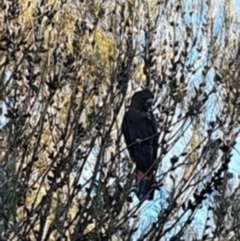 Calyptorhynchus lathami lathami (Glossy Black-Cockatoo) at Karabar, NSW - 10 May 2020 by Youspy