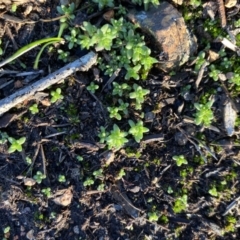 Crassula sieberiana (Austral Stonecrop) at Hughes, ACT - 10 May 2020 by KL