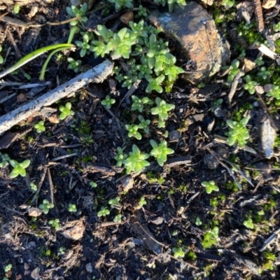 Crassula sieberiana (Austral Stonecrop) at Hughes Grassy Woodland - 10 May 2020 by KL