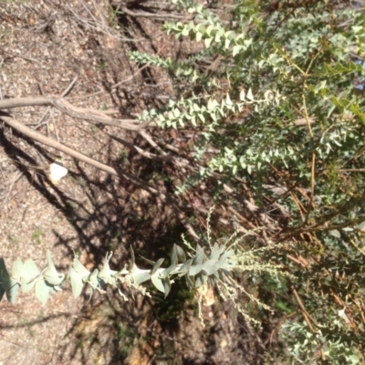Acacia cultriformis (Knife Leaf Wattle) at Red Hill to Yarralumla Creek - 10 May 2020 by jennyt