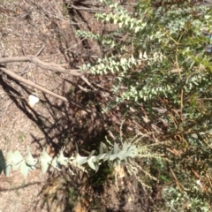 Acacia cultriformis (Knife Leaf Wattle) at Hughes, ACT - 10 May 2020 by jennyt