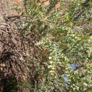 Acacia cultriformis at Hughes, ACT - 10 May 2020 01:44 PM