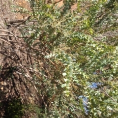 Acacia cultriformis at Hughes, ACT - 10 May 2020