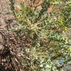 Acacia cultriformis at Hughes, ACT - 10 May 2020 01:44 PM