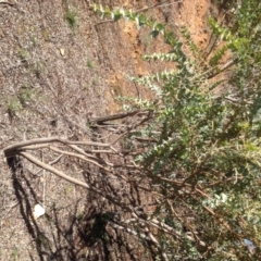 Acacia cultriformis at Hughes, ACT - 10 May 2020 01:44 PM