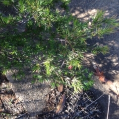 Grevillea juniperina (Grevillea) at Red Hill to Yarralumla Creek - 10 May 2020 by jennyt