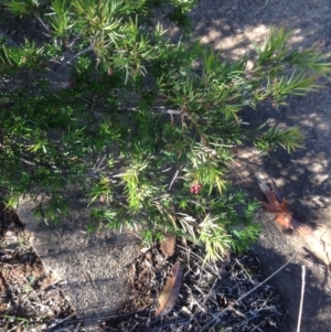 Grevillea juniperina at Hughes, ACT - 10 May 2020