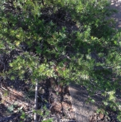 Grevillea juniperina at Hughes, ACT - 10 May 2020