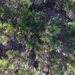 Grevillea juniperina at Hughes, ACT - 10 May 2020