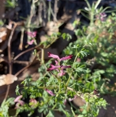 Fumaria muralis subsp. muralis (Wall Fumitory) at Red Hill to Yarralumla Creek - 10 May 2020 by KL