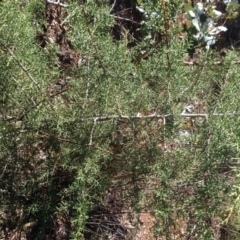 Cupressus sp. (A Cypress) at Hughes, ACT - 10 May 2020 by jennyt