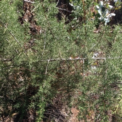 Cupressus sp. (A Cypress) at Hughes Grassy Woodland - 10 May 2020 by jennyt