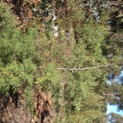 Cupressus sp. at Hughes, ACT - 10 May 2020