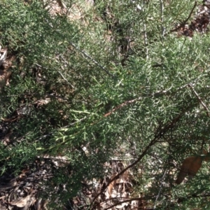 Cupressus sp. at Hughes, ACT - 10 May 2020