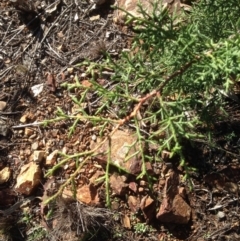 Cupressus sp. at Hughes, ACT - 10 May 2020