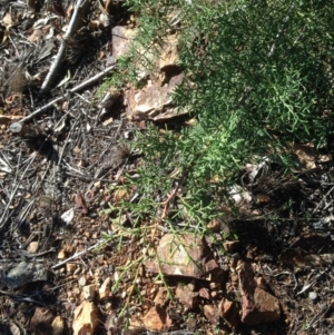 Cupressus sp. at Hughes, ACT - 10 May 2020