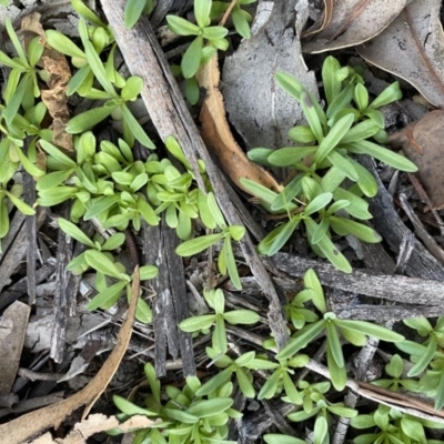 Petrorhagia sp. at Hughes Grassy Woodland - 10 May 2020 by KL