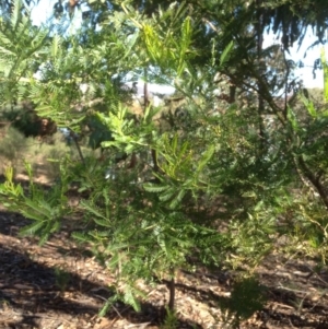 Acacia decurrens at Hughes, ACT - 10 May 2020