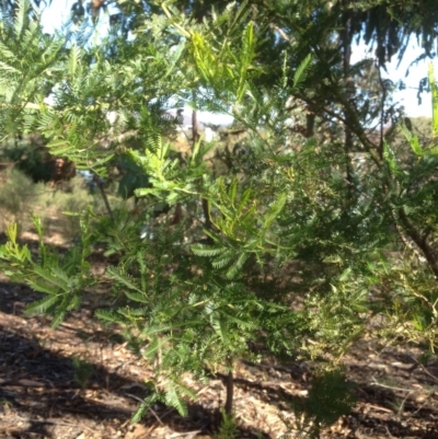 Acacia decurrens (Green Wattle) at Hughes Grassy Woodland - 10 May 2020 by jennyt