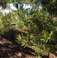 Acacia decurrens at Hughes, ACT - 10 May 2020