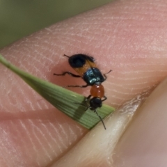Dicranolaius cinctus (Notched-leg Red & Blue Flower Beetle) at Michelago, NSW - 22 Dec 2018 by Illilanga