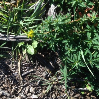 Euphorbia lathyris (Caper Spurge) at Hughes Grassy Woodland - 10 May 2020 by jennyt
