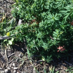 Euphorbia lathyris at Hughes, ACT - 10 May 2020