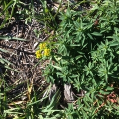 Euphorbia lathyris at Hughes, ACT - 10 May 2020
