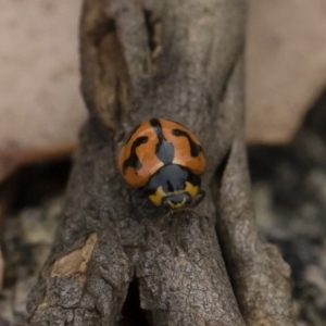 Coccinella transversalis at Michelago, NSW - 17 Mar 2019 11:42 AM