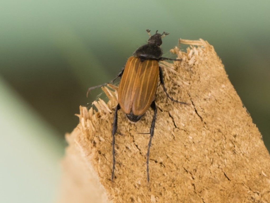 Phyllotocus rufipennis at Michelago, NSW - 22 Nov 2019