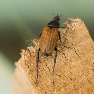 Phyllotocus rufipennis (Nectar scarab) at Illilanga & Baroona - 21 Nov 2019 by Illilanga