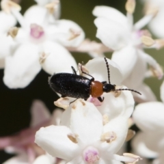 Atoichus bicolor (Darkling beetle) at Michelago, NSW - 28 Oct 2018 by Illilanga