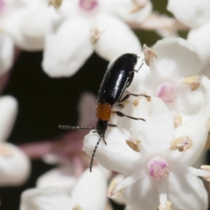 Atoichus bicolor at Michelago, NSW - 28 Oct 2018