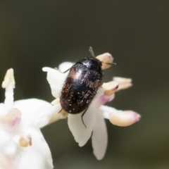 Dermestidae sp. (family) (Dermestid, carpet or hide beetles) at Illilanga & Baroona - 28 Oct 2018 by Illilanga