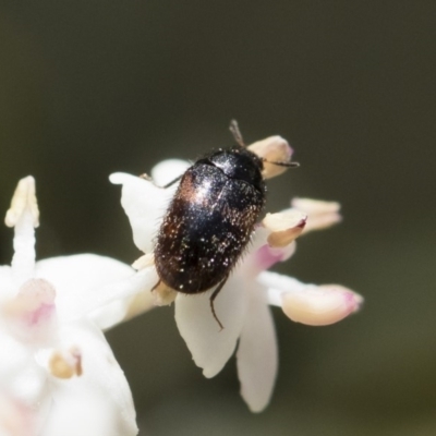 Dermestidae sp. (family) (Dermestid, carpet or hide beetles) at Illilanga & Baroona - 28 Oct 2018 by Illilanga