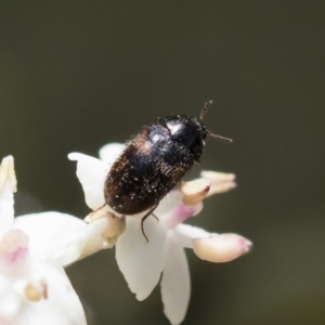 Dermestidae sp. (family) at Michelago, NSW - 28 Oct 2018