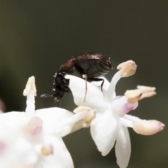 Dermestidae sp. (family) at Michelago, NSW - 28 Oct 2018