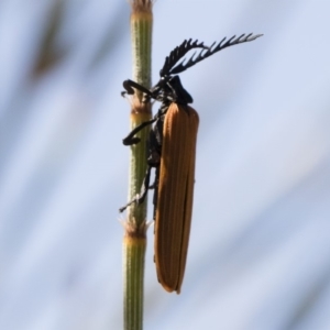 Porrostoma rhipidium at Michelago, NSW - 29 Oct 2018