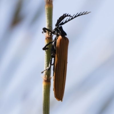 Porrostoma rhipidium (Long-nosed Lycid (Net-winged) beetle) at Michelago, NSW - 29 Oct 2018 by Illilanga