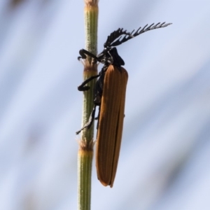 Porrostoma rhipidium at Michelago, NSW - 29 Oct 2018