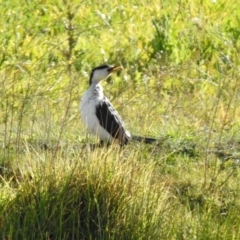 Microcarbo melanoleucos (Little Pied Cormorant) at Hume, ACT - 9 May 2020 by RodDeb
