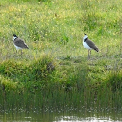 Vanellus miles (Masked Lapwing) at Hume, ACT - 9 May 2020 by RodDeb