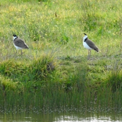 Vanellus miles (Masked Lapwing) at Hume, ACT - 8 May 2020 by RodDeb