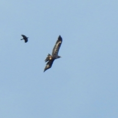 Aquila audax (Wedge-tailed Eagle) at Jerrabomberra, ACT - 8 May 2020 by RodDeb