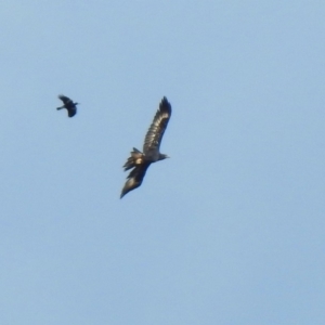 Aquila audax at Jerrabomberra, ACT - 9 May 2020